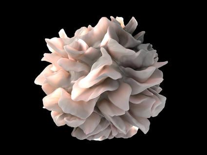 3D rendered model of a dendritic cell with its characteristic ruffled, folded membrane structure, representing the type of immune cell being enhanced in promising new cancer treatment approaches.