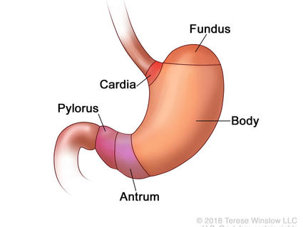 Illustration of a human stomach labeled with its different parts. The stomach is a J-shaped organ with the following labeled sections: Fundus: the upper curved part of the stomach. Cardia: the area where the contents of the esophagus empty into the stomach. Body: the main central region of the stomach. Antrum: the lower portion of the stomach. Pylorus: the section that connects the stomach to the small intestine.