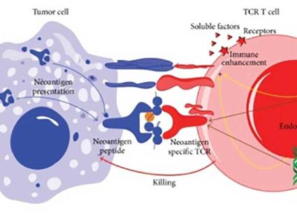 Immune cell (pink and red) killing a tumor cell (blue) expressing neoantigens.