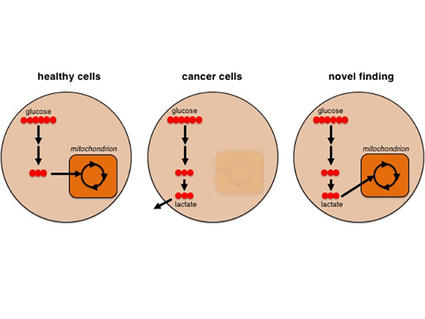 Diagram of healthy cells, cancer cells and novel finding,