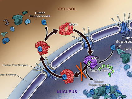 Scientific illustration showing the transport pathway of tumor suppressors between the cell cytosol and nucleus. The diagram depicts XPO-1 proteins (in red) shuttling tumor suppressor proteins (in various blue/green shades) through the nuclear pore complex. Several tumor suppressors are labeled, including p53, p21, and BRCA1, with arrows showing their movement between cellular compartments