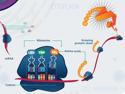 Colorful scientific illustration of protein synthesis showing a ribosome translating mRNA into a growing protein chain. The diagram shows mRNA (red ribbon) with codons (GUA, UGG, GUA), the blue ribosome with amino acids (LEU, TRP, VAL) being added to an orange protein chain, and the relationship between nucleotide triplets and their corresponding amino acids. The background indicates a cellular context with 'CYTOPLASM' labeled at the top