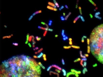 Fluorescent microscopy image shows colorful chromosomes scattered across a dark background. Each chromosome glows in bright hues of red, green, blue, and yellow, indicating different genetic markers. Two large, multi-colored circular structures are visible, representing cell nuclei, adding a striking contrast to the intricate chromosome patterns.
