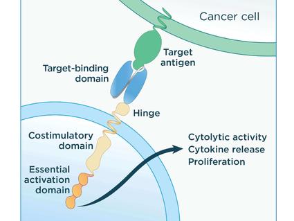 Illustration of an engineered CAR T cells binding to an antigen on cancer cells and activating components inside the T cell.