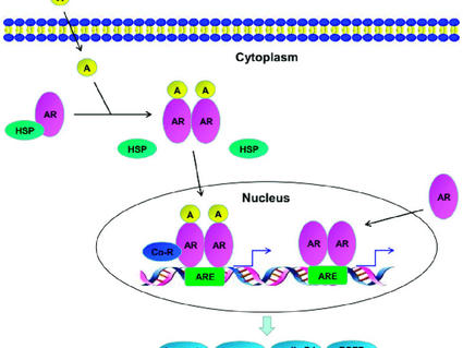 Diagram illustrating the androgen receptor (AR) signaling pathway. At the top, the cell membrane is shown, with androgen molecules (A) entering the cytoplasm. In the cytoplasm, androgen binds to AR, which dissociates from heat shock proteins (HSP). The AR-androgen complex translocates into the nucleus, where it binds to androgen response elements (ARE) on DNA, alongside co-regulators (Co-R). This binding initiates transcription, depicted by arrows from DNA. The process leads to the expression of genes like 