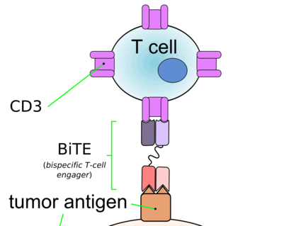 Diagram showing a T cell connecting to a tumor cell via a bispecific T-cell engager (BiTE). BiTE links T cell's CD3 receptor to the tumor antigen.