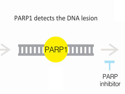 Process involving DNA repair through PARP1. It starts with a DNA strand containing a lesion, highlighted in orange. PARP1, a yellow circle, detects this DNA damage. The next step shows PARP1 attached to the DNA, signifying its role in the repair process. Nearby, a label indicates the potential use of a PARP inhibitor, shown in blue, which interferes with this repair mechanism. 