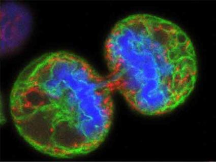 Microscope image showing two dividing melanoma cancer cells in vibrant colors - blue centers surrounded by green and red patterns - being targeted by T-VEC oncolytic virus therapy.