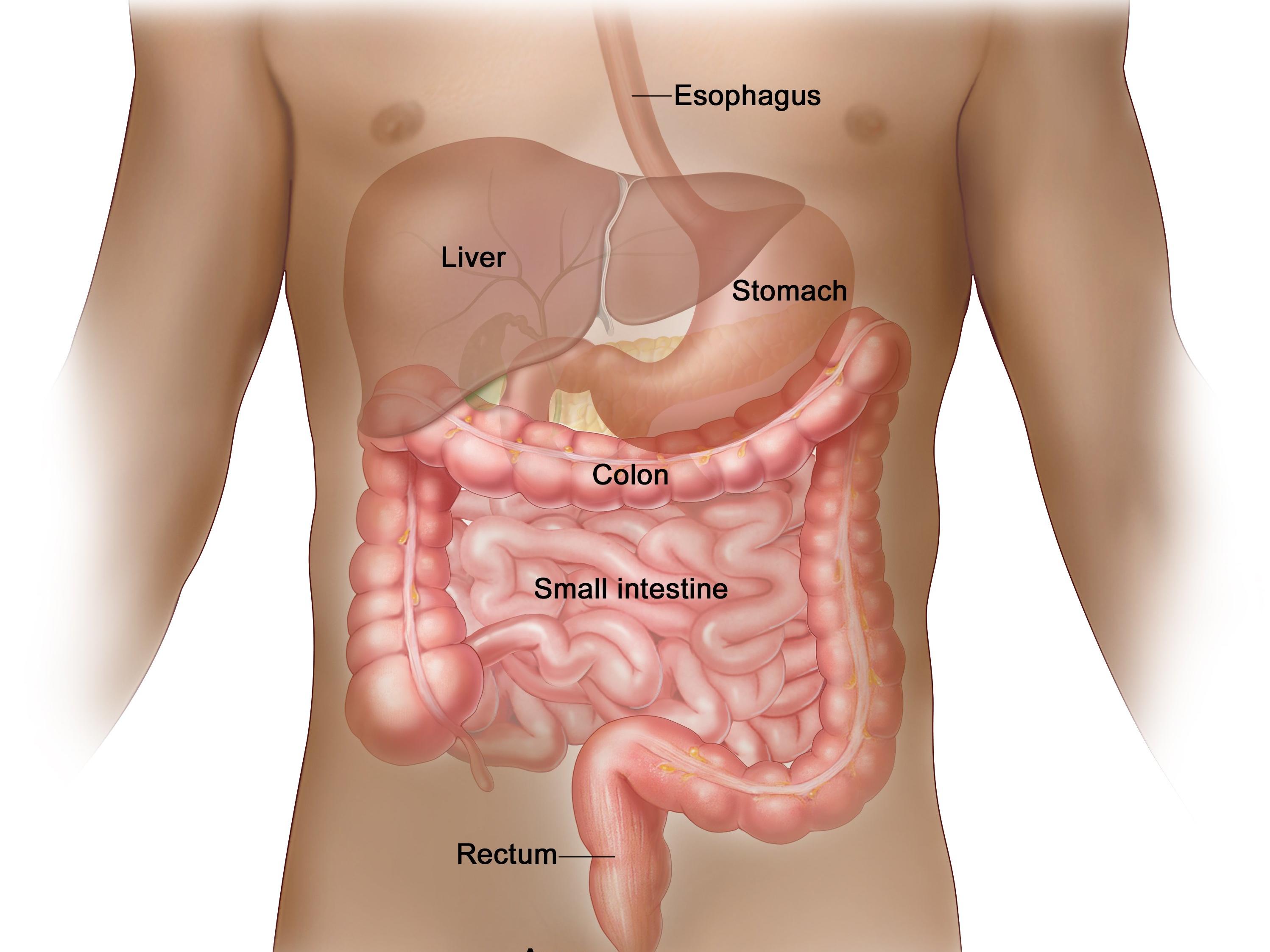 What Is Anal Cancer? – NCI