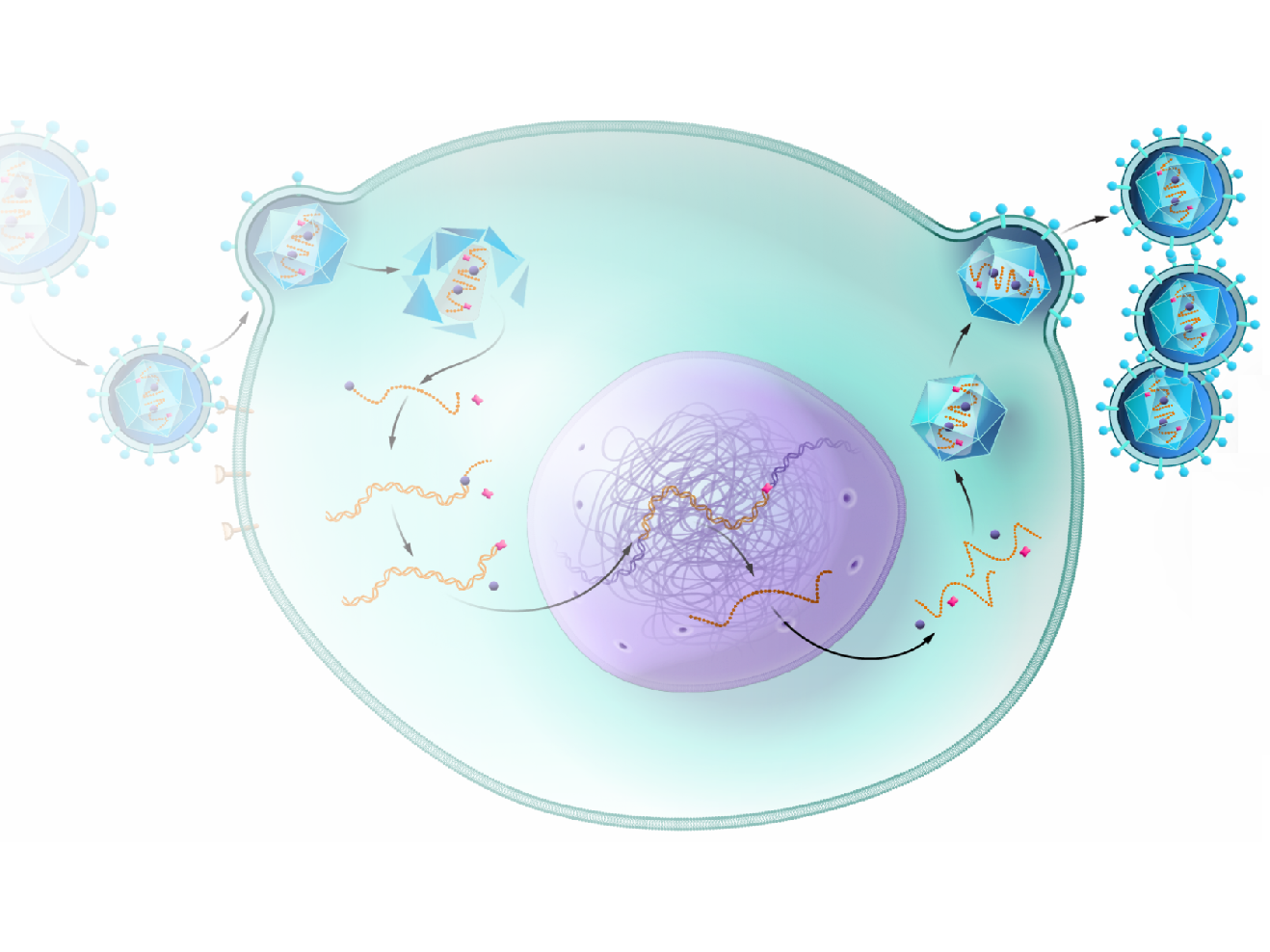 DNA from Ancient Retrovirus Helps Cancer Grow - NCI