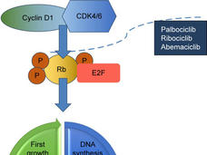 How CDK4/6 inhibitors block cell cycle progression by targeting Rb and E2F.