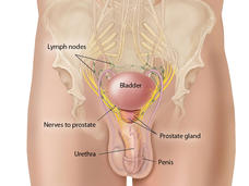 Illustration of a male genitourinary system which labels the bladder, prostate gland, penis, urethra, nerves to prostate and lymph nodes. The pelvis and bottom of the spine are also shown.