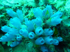 Sea squirt underwater.