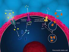 Illustration of insulin secretion in a pancreatic beta cell showing glucose uptake, ATP production, potassium and calcium channel activation, and insulin release.