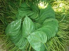 Betel leaves.