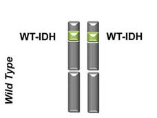 Diagram comparing wild-type and mutated IDH genes. The wild type shows two normal WT-IDH alleles, while the mutated type shows one WT-IDH and one mutated m-IDH allele.