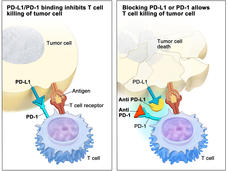 Two-panel illustration showing the interaction between T cells and tumor cells. The left panel is titled "PD-L1 binds to PD-1 and inhibits T cell killing of tumor cell" and shows an antigen and T cell receptor, illustrating the inhibition of T cell activity. The right panel is titled "Blocking PD-L1 or PD-1 allows T cell killing of tumor cell" and shows tumor cell death, indicating successful T cell activity.