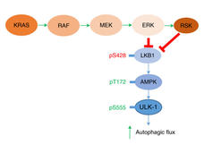 Diagram of KRAS signaling pathway.