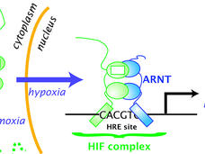 Diagram of HIF cycle