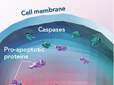 Illustration of venetoclax inhibiting the BCL-2 protein, promoting cancer cell death in chronic lymphocytic leukemia.
