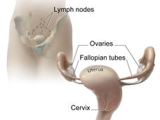 Anatomy of cervix, uterus, and fallopian tubes.