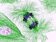 Magnified image showing cells during mitosis. Green filaments represent the cytoskeleton and spindle fibers, while clustered dark purple lines illustrate chromosomes lined up during cell division.