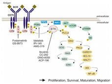 A complex diagram showing how acalabrutinib (ACP-196) targets BTK. The diagram shows a difference between extracellular vs intracellular activity. 