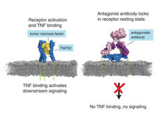 A two-panel image compares receptor activation and antagonist antibody locks in a receptor resting state. On the left, tumor necrosis factor (TNF) binds to TNFR2 receptors, shown in yellow and blue, leading to downstream signaling. On the right, an antagonist antibody, shown in pink and blue, binds to the receptors, locking them in a resting state and preventing TNF binding. This results in no signaling, indicated by a red cross at the bottom.