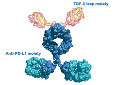 3D model of a bifunctional molecule showing anti-PD-L1 moiety and TGF-β trap moiety used in cancer immunotherapy.