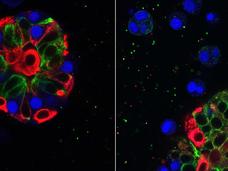 Two images show fluorescently colored cells under a microscope. On the left, a cluster with visible blue, red, and green components. On the right, the blue is dispersed while the red and green maintain their original form.