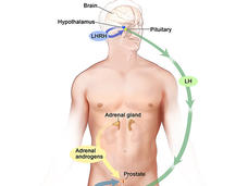 Illustration of the male endocrine system focusing on hormone regulation. It shows the brain, hypothalamus, and pituitary gland producing LHRH, which stimulates the release of LH. Arrows indicate the feedback loop of hormone regulation within the body.