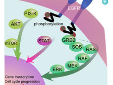 Two shapes labeled “EGF, TGF-alpha, etc” next to two crab-claw shapes clutching spheres. A line leads from each shape under a layer titled EGFR. Under the EGFR layer, the end of the lines say phosphorylation. There are three pathways: one with three labeled circles, another with one circled labeled STAT, and another with six labeled circles. The pathways all have arrows pointing to a circle labeled gene transcription and cell cycle progression. 