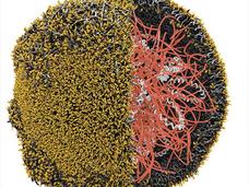 Nanoparticle with a protein-coated surface binding to T cells in yellow, containing DNA in white and molecules to deliver it to the T cell nucleus in red.