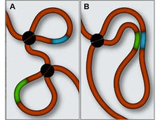 Illustration comparing two models of DNA looping.  Panel A: Shows two loops formed by a brown rope-like structure, connected by black circles. The loops have green and blue highlighted sections. Panel B: Displays a single elongated loop, also with black circles and green and blue highlighted sections.