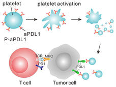 A diagram of a platelet being activated within a tumor cell and relationship to a t-cell.
