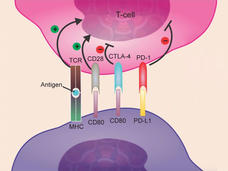 Interaction between a T cell and cancer cell with atezolizumab. Four shapes link the two cells. The first is labeled TCR in the T cell and MHC in the cancer cell. Antigen is also labeled in the center. The second has CD28 for the T cell, CD 80 for the cancer cell. The third has CTLA-4 and CD80, and the four has PD-1 and PD-L1 in the T and cancer cell regions respectively. Arrows with plus signs point at the T cell from the TCR and CD28 connectors; the CTLA-4 and PD-1 connectors have a minus sign.