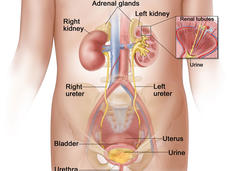 An illustration of the female urinary system with a focus on the torso. Labeled body parts include the spine, adrenal glands, left and right kidneys, left and right ureters, uterus, bladder, urine and urethra. A box on the left kidney insets to a larger diagram showing fluid in the renal tubules becoming urine.