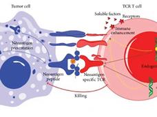 Immune cell (pink and red) killing a tumor cell (blue) expressing neoantigens.