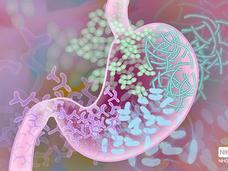 Colorful illustration of a stomach with various bacteria depicted in different shapes and colors.