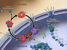 Scientific illustration showing the transport pathway of tumor suppressors between the cell cytosol and nucleus. The diagram depicts XPO-1 proteins (in red) shuttling tumor suppressor proteins (in various blue/green shades) through the nuclear pore complex. Several tumor suppressors are labeled, including p53, p21, and BRCA1, with arrows showing their movement between cellular compartments