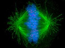 A fuzzy blue area with red dots is in between two green half-spheres. The half spheres are made of thin green lines (microtubules). The outside of each sphere has additional green lines emitting in the opposite direction.