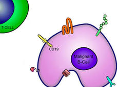 A T cell in the top left is labeled and composed of a blue inner core and green outer core. On the lower right, a kidney-shaped malignant B cell has a small purple core contained in a larger pink area. There are different shapes along the exterior of the B cell, with one yellow shape - which is long and yellow with rounded ends - labeled CD19.