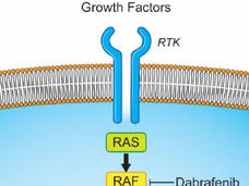 MAPK pathway diagram showing RTK to ERK signaling.