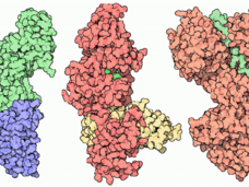 Three large clusters side by side. The first cluster (protective antigen) is green on top, purple on the bottom; the middle cluster is mostly red-orange with some yellow towards the bottom and a very small section of green towards the middle-top; the right cluster is orange with a small amount of green through the top section.