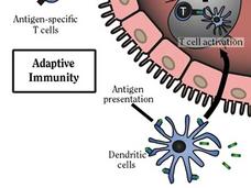 Illustration depicting the adaptive immunity process. On the left, antigen-specific T cells are shown. The right side features a cross-section of a lymph node, highlighting B cell and T cell activation. Arrows indicate the movement of cells and activation processes. Below, dendritic cells present antigens, initiating the immune response. The diagram uses labeled arrows and sections to visualize the interaction and activation within the immune system.