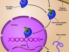 Illustration showing how Fulvestrant blocks and degrades estrogen receptors in breast cancer cells to slow tumor growth.