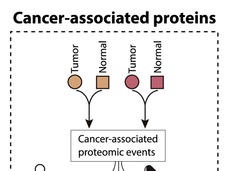 A schematic of the potential different uses for cancer-related proteins discovered through proteogenomic studies.