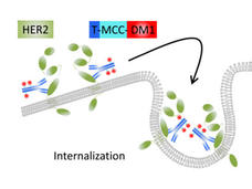 Diagram illustrating how T-DM1 antibody-drug conjugate works by binding to HER2 receptors on cancer cells, followed by internalization and release of the emtansine drug payload inside the cell.