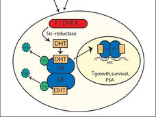 Testis and adrenal points at a circle with a diagram inside of it. At the top of the diagram, a red oval labeled T/DHEA points at a yellow box labeled DHT, which points at another box labeled DHT sitting on top of an oval labeled AR. There’s another DHT box + AR oval below it. An arrow points to the right; two AR ovals are next to each other with the label ARE below. An up arrow has the words growth, survival, PSA next to it. 