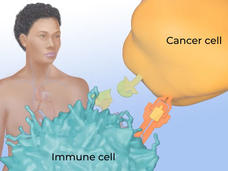 Illustration showing how the immune system fights cancer